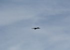 Bald Eagle (3)