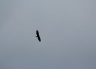 Bald Eagle (33)