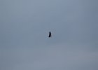 Bald Eagle (37)