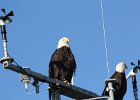 Bald Eagle (55)