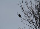 Bald Eagle (56)