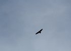 Bald Eagle (9)