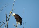 Bald Eagle1 (1)