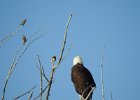 Bald Eagle1 (10)