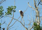 Bald Eagle1 (2)