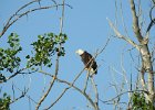Bald Eagle1 (3)