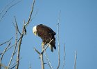 Bald Eagle1 (4)