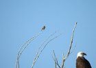 Bald Eagle1 (6)