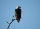 Bald Eagle1 (7)