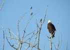 Bald Eagle1 (8)
