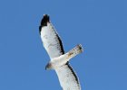 101Northern Harrier