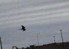 Northern Harrier (1)