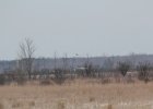 Northern Harrier (13)