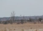 Northern Harrier (14)