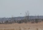 Northern Harrier (15)