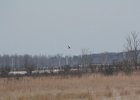 Northern Harrier (16)