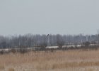 Northern Harrier (18)