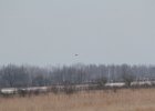 Northern Harrier (19)