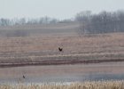 Northern Harrier (2)