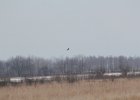 Northern Harrier (20)