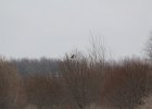 Northern Harrier (21)