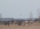 Northern Harrier (22)