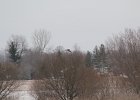Northern Harrier (25)