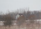 Northern Harrier (28)