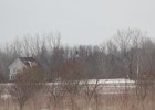 Northern Harrier (29)