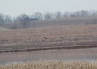 Northern Harrier (3)