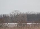 Northern Harrier (30)