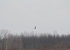 Northern Harrier (31)
