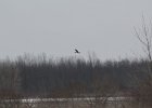 Northern Harrier (32)