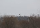 Northern Harrier (33)