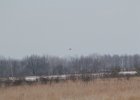 Northern Harrier (34)