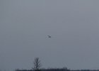Northern Harrier (36)