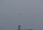 Northern Harrier (37)