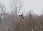 Northern Harrier (39)