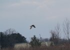 Northern Harrier (40)
