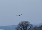 Northern Harrier (41)