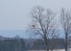 Northern Harrier (42)
