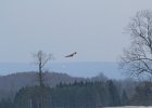 Northern Harrier (43)
