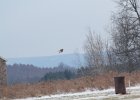Northern Harrier (44)