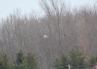Northern Harrier (48)