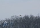 Northern Harrier (49)