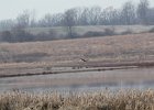 Northern Harrier (5)