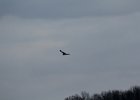 Northern Harrier (51)