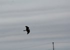 Northern Harrier (55)