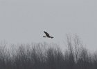 Northern Harrier