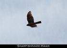 021 - 213 Sharp-shinned Hawk